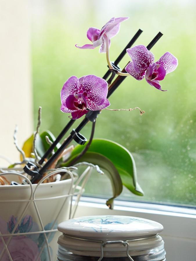 Haus Bley Apartment Витлих Екстериор снимка